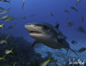 Tiger Sharks and Reef Sharks made a lot of action at Gino... by Steven Anderson 